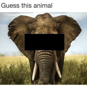 326691-Guess-This-Animal.jpg